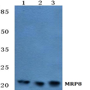 MRP8 mAb