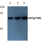 p-AKT (T308) pAb