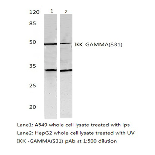 IKK(gamma) (S31) pAb