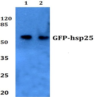 GFP-tag (3A10) mAb