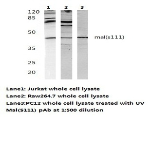 Mal (s111) pAb