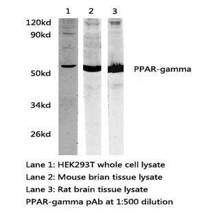 PPAR-(gamma) pAb