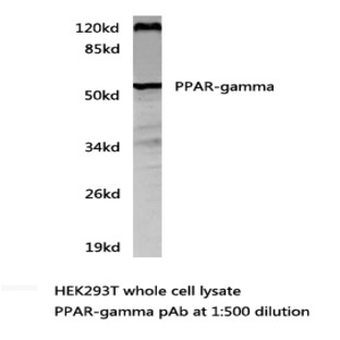 PPAR-(gamma) pAb