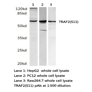 TRAF2 (S11) pAb