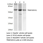 TRAF2 (S11) pAb