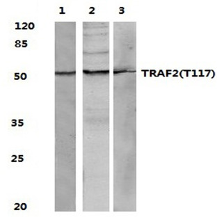 TRAF2 (T117) pAb