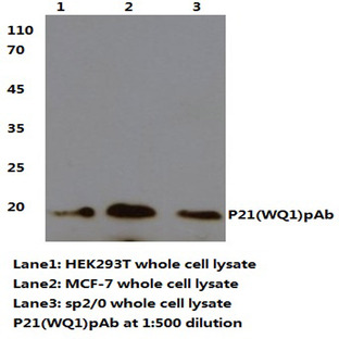 P21 (WQ1) pAb