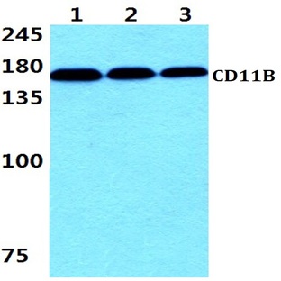 CD11B (E1) pAb 