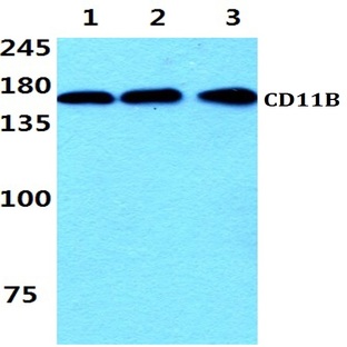 CD11B (I1) pAb