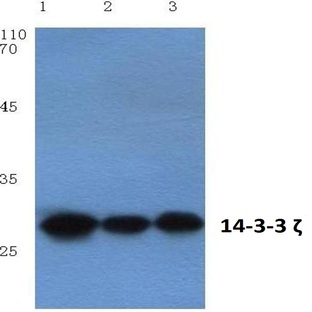 14-3-3 (zeta)(V52) pAb