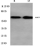 AKT (P467) pAb