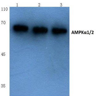 AMPK(alpha)1/2 (D168) pAb