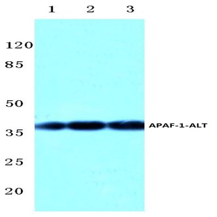 Apaf-1-ALT (H324) pAb