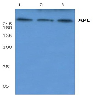 APC (Q2829) pAb