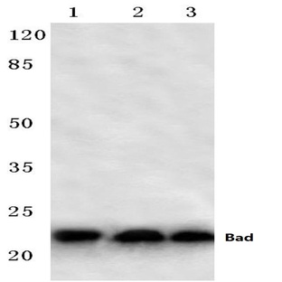 Bad (F130) pAb