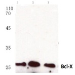 Bcl-X (S56) pAb