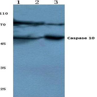 Caspase 10 (K442) pAb