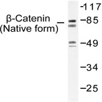 Catenin-(beta) (I35) pAb