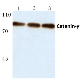 Catenin-(gamma) (731) pAb