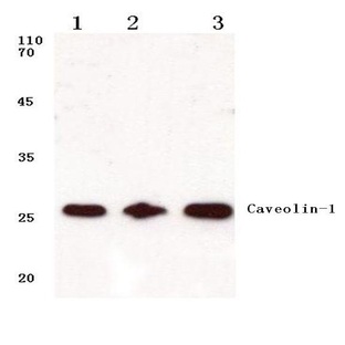 Caveolin-1 (V163) pAb