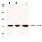 Caveolin-1 (V163) pAb