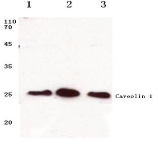 Caveolin-1 (D8) pAb