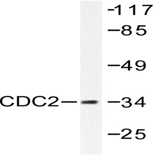 Cdk1/Cdc2 (V155) pAb