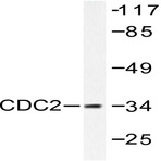 Cdk1/Cdc2 (V155) pAb