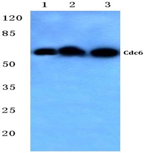 Cdc6 (V48) pAb