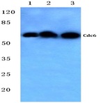 Cdc6 (V48) pAb