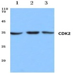 Cdk2 (V154) pAb