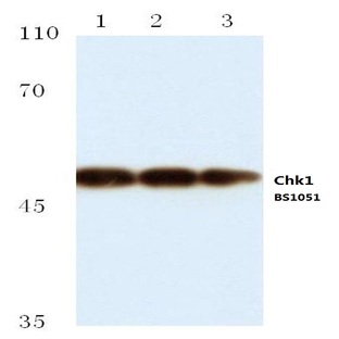 Chk1 (K274) pAb