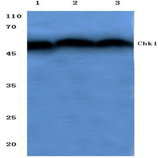 Chk1 (V339) pAb