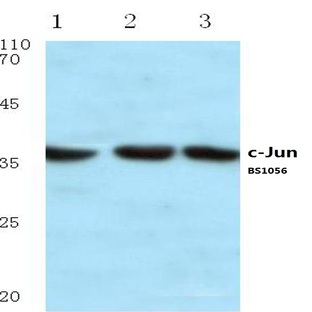 c-Jun (H164) pAb