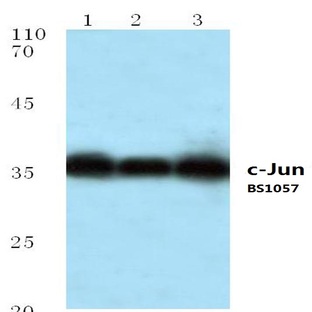 c-Jun (P233) pAb