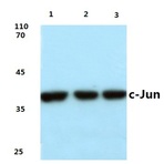 c-Jun (G237) pAb