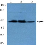 c-Jun (N57) pAb