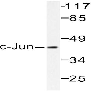 c-Jun (G67) pAb