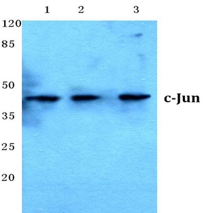 c-Jun (N85) pAb