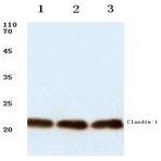 Claudin-1 (R197) pAb