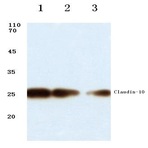 Claudin-10 (N217) pAb