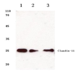 Claudin-11 (S198) pAb