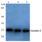 Claudin-2 (S219) pAb