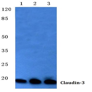 Claudin-3 (T204) pAb