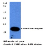 Claudin-4 (P192) pAb