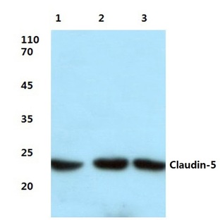 Claudin-5 (S201) pAb