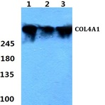 COL4A1 (G46) pAb