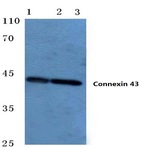 Connexin 43 (S369) pAb