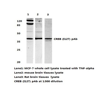 CREB (I127) pAb