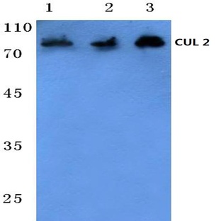 CUL-2 (I726) pAb